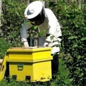 Primăria comunei Jora de Mijloc solicită opinia locuitorilor comunei privind plafonul maxim al familiilor de albine